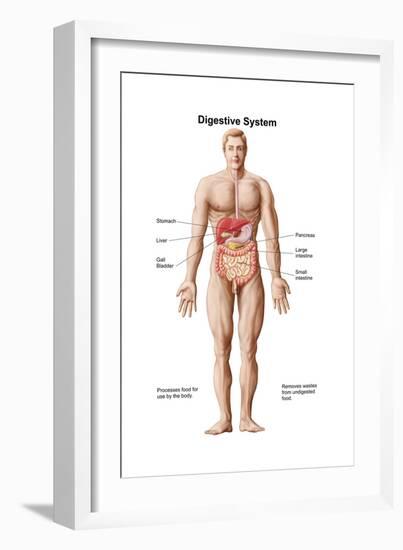 Anatomy of Human Digestive System, Male Representation-null-Framed Art Print