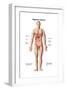 Anatomy of Human Digestive System, Male Representation-null-Framed Art Print