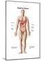 Anatomy of Human Digestive System, Male Representation-null-Mounted Art Print