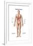 Anatomy of Human Digestive System, Male Representation-null-Framed Art Print