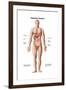 Anatomy of Human Digestive System, Male Representation-null-Framed Art Print