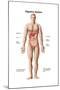 Anatomy of Human Digestive System, Male Representation-null-Mounted Art Print