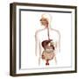 Anatomy of Human Digestive System-Stocktrek Images-Framed Photographic Print