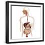 Anatomy of Human Digestive System-Stocktrek Images-Framed Photographic Print