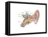 Anatomy of Human Ear-null-Framed Stretched Canvas