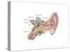 Anatomy of Human Ear-null-Stretched Canvas