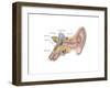 Anatomy of Human Ear-null-Framed Art Print