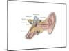 Anatomy of Human Ear-null-Mounted Art Print