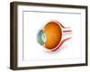 Anatomy of Human Eye, Perspective-null-Framed Art Print