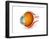 Anatomy of Human Eye, Perspective-null-Framed Art Print