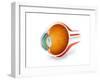 Anatomy of Human Eye, Perspective-null-Framed Art Print