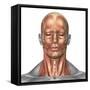 Anatomy of Human Face And Neck Muscles, Front View-Stocktrek Images-Framed Stretched Canvas