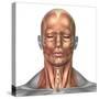 Anatomy of Human Face And Neck Muscles, Front View-Stocktrek Images-Stretched Canvas