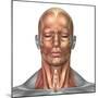 Anatomy of Human Face And Neck Muscles, Front View-Stocktrek Images-Mounted Photographic Print