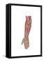 Anatomy of Human Forearm Muscles, Deep Anterior View-null-Framed Stretched Canvas