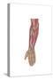 Anatomy of Human Forearm Muscles, Deep Anterior View-null-Stretched Canvas
