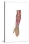 Anatomy of Human Forearm Muscles, Deep Anterior View-null-Stretched Canvas