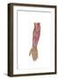 Anatomy of Human Forearm Muscles, Deep Anterior View-null-Framed Art Print