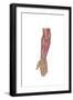Anatomy of Human Forearm Muscles, Deep Anterior View-null-Framed Art Print