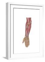 Anatomy of Human Forearm Muscles, Deep Anterior View-null-Framed Art Print