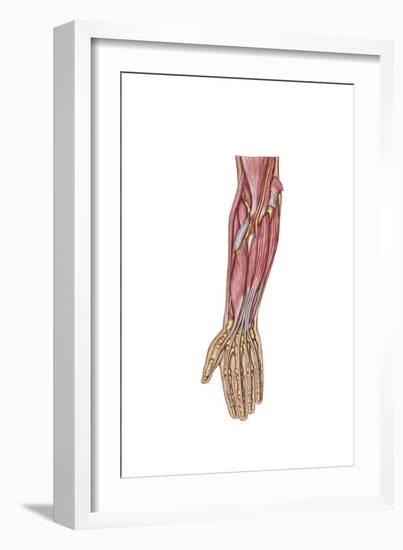 Anatomy of Human Forearm Muscles, Deep Anterior View-null-Framed Art Print