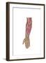 Anatomy of Human Forearm Muscles, Deep Anterior View-null-Framed Art Print