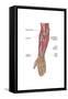 Anatomy of Human Forearm Muscles, Deep Anterior View-null-Framed Stretched Canvas