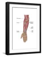 Anatomy of Human Forearm Muscles, Deep Anterior View-null-Framed Art Print