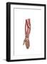 Anatomy of Human Forearm Muscles, Superficial Anterior View-null-Framed Art Print