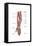 Anatomy of Human Forearm Muscles, Superficial Anterior View-null-Framed Stretched Canvas