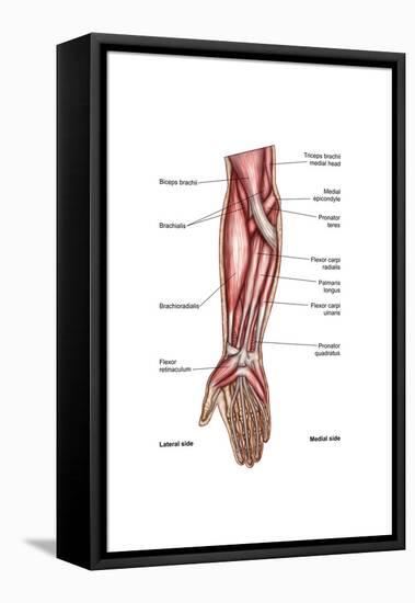 Anatomy of Human Forearm Muscles, Superficial Anterior View-null-Framed Stretched Canvas