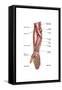 Anatomy of Human Forearm Muscles, Superficial Anterior View-null-Framed Stretched Canvas