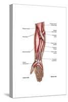 Anatomy of Human Forearm Muscles, Superficial Anterior View-null-Stretched Canvas