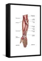 Anatomy of Human Forearm Muscles, Superficial Anterior View-null-Framed Stretched Canvas