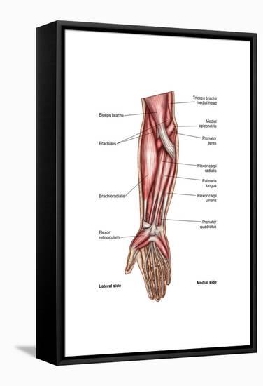Anatomy of Human Forearm Muscles, Superficial Anterior View-null-Framed Stretched Canvas