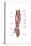 Anatomy of Human Forearm Muscles, Superficial Anterior View-null-Stretched Canvas