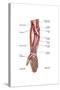 Anatomy of Human Forearm Muscles, Superficial Anterior View-null-Stretched Canvas