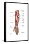 Anatomy of Human Forearm Muscles, Superficial Anterior View-null-Framed Stretched Canvas