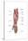 Anatomy of Human Forearm Muscles, Superficial Anterior View-null-Stretched Canvas