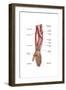 Anatomy of Human Forearm Muscles, Superficial Anterior View-null-Framed Art Print