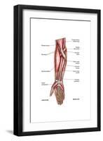 Anatomy of Human Forearm Muscles, Superficial Anterior View-null-Framed Art Print