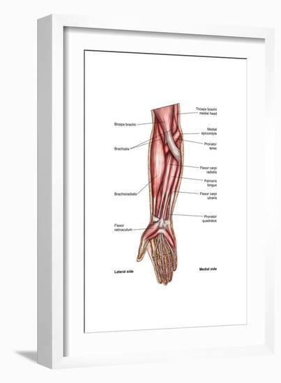 Anatomy of Human Forearm Muscles, Superficial Anterior View-null-Framed Art Print