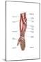 Anatomy of Human Forearm Muscles, Superficial Anterior View-null-Mounted Art Print