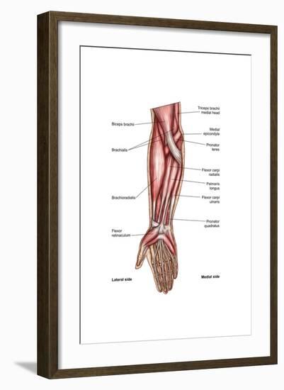 Anatomy of Human Forearm Muscles, Superficial Anterior View-null-Framed Art Print