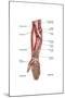 Anatomy of Human Forearm Muscles, Superficial Anterior View-null-Mounted Art Print