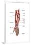 Anatomy of Human Forearm Muscles, Superficial Anterior View-null-Framed Art Print