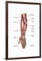 Anatomy of Human Forearm Muscles, Superficial Anterior View-null-Framed Art Print