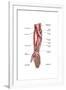 Anatomy of Human Forearm Muscles, Superficial Anterior View-null-Framed Art Print