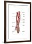 Anatomy of Human Forearm Muscles, Superficial Anterior View-null-Framed Art Print