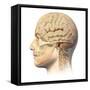 Anatomy of Human Head with Skull and Brain Superimposed-null-Framed Stretched Canvas